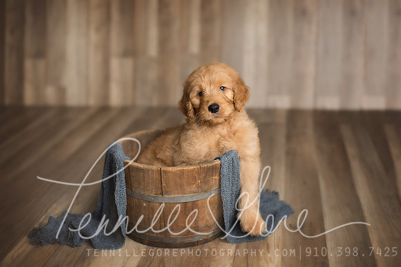 Golden doodle puppy Maverick's Studio session- Wilmington NC Photographer