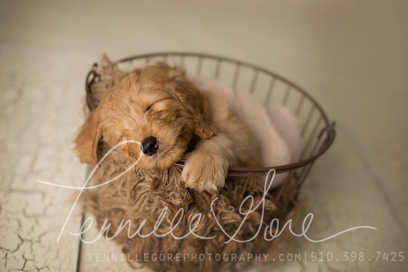 Golden doodle puppy Maverick's Studio session- Wilmington NC Photographer